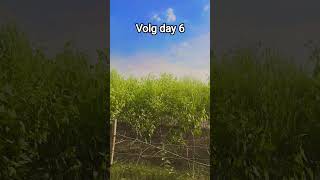 volg day 5 22 #viral #emotational #emotational #comedy #popular #trending #explorepage #formatting