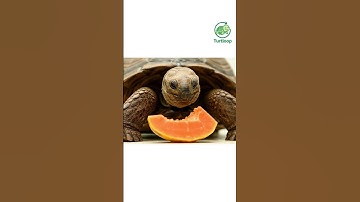 🍃🐢 ซูคาต้ากินมะละกอหวานๆ #funnyturtle #turtloop #animation #shorts  #loopvideo