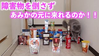 【モコ部】障害物を倒さずアミカの元にたどり着けるのか！！