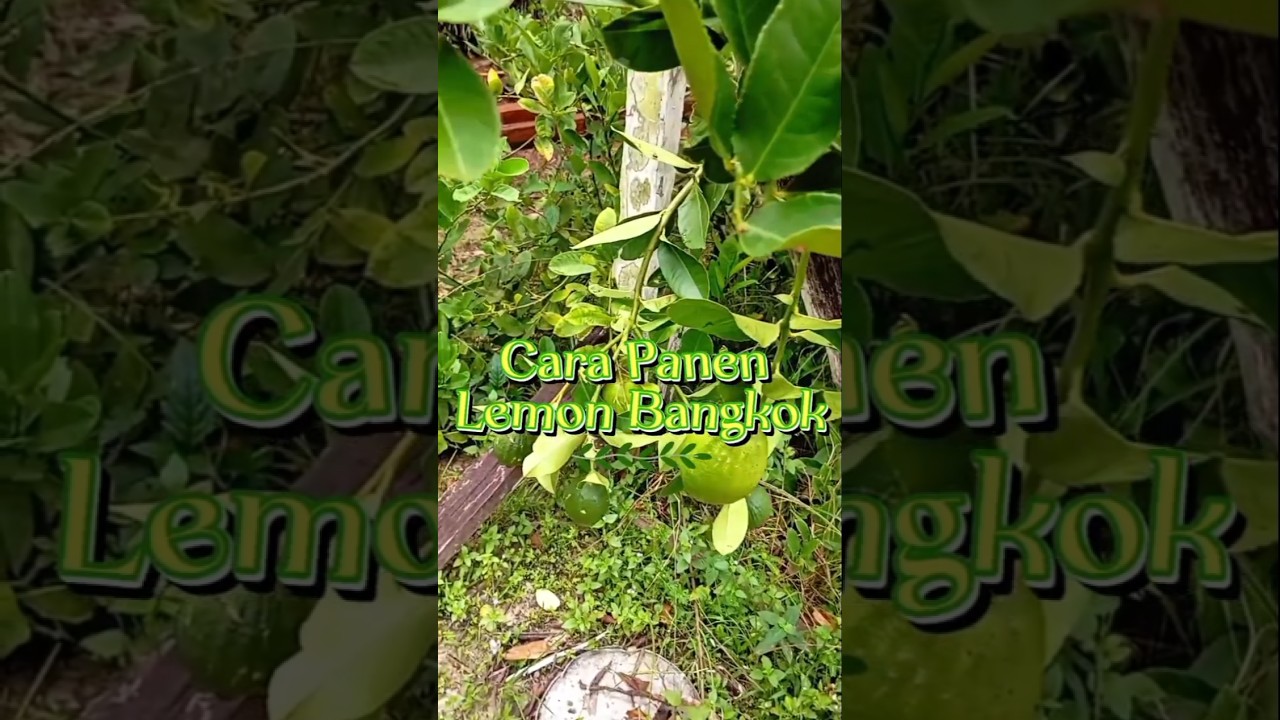 Panen lemon bangkok #garden #shortsvideo #shortsfeed