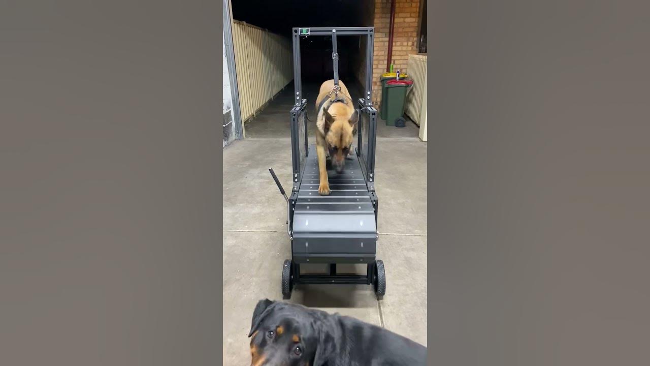 WHATTTT!!! Malinois running the Large Premium Chase pro dog Slatmill