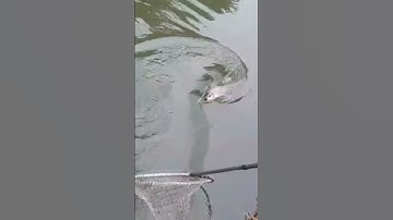 #fishing #youtubevideo #youtubeshorts #shorts #shortvideo #villagelife #viralvideo #villagelife