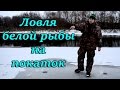 Ловля белой рыбы на покаток