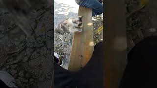 From cute to agressive in 3 second😐 #shorts #viral #funny #cat Wealth
