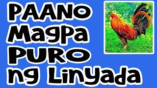 Paano Magpa-Puro Ng Linyada Seedfowl