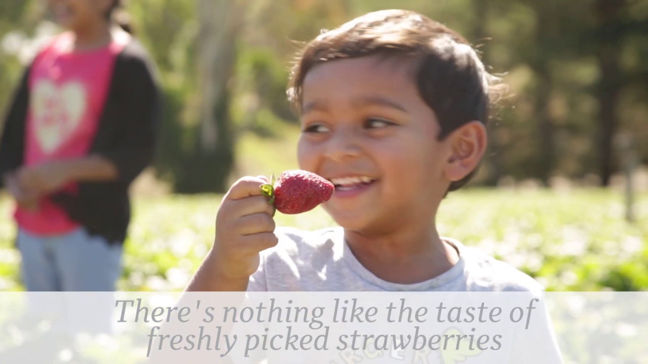 Pick Your Own Strawberries at the Beerenberg Family Farm