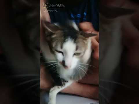 Video: Stiker Vinyl Lucu untuk Pecinta Kucing Gila