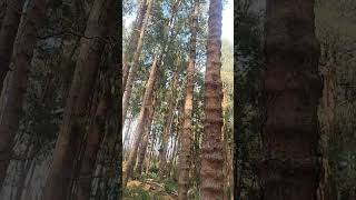 pine forest Ooty #nature