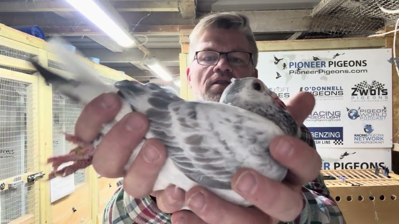 GB25V31813. Внук OLR Legend Star Boy. Близзард Киттель и Киттель. Специальная будущая птица.