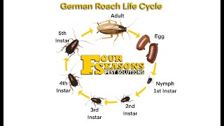 German Cockroach Biology with Matthew Hess