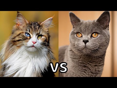 Video: Verharen langharige katten meer?
