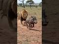 Giraffe saves the warthog #funny #wildlife #animalcomedy