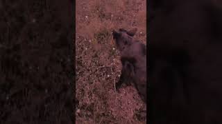 Ima Mother Father Gentleman This Weekend I Might Go Live With Rango