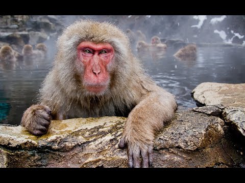 Video: Japansk makak (foto). Japanska snömakaker