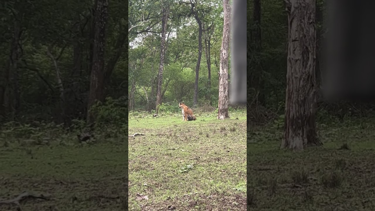 Tiger in rain😍 Kabini 2024 