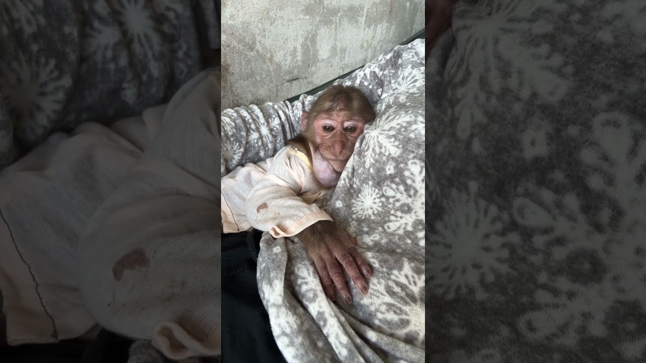 Monkeys Jack so sweet sleep warmly in hammock