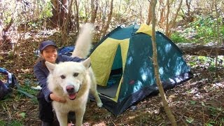 Аляскинский Маламут / Пес породы Маламут / Собака in travel Аляскинский Маламут / Пес породы Маламут / Собака in travel