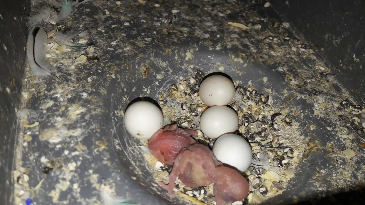 MUHABBET KUŞU YAVRUSU GELİŞİM SÜRECİ ( New born baby budgie chick 1 to 30 day growth stages )