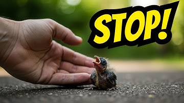 What To Do If You Find A Baby Bird? Step by Step Guidance