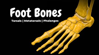 Bones of the Foot (Tarsals, Metatarsals & Phalanges) | Anatomy