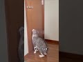 自分でドア開ける天才猫現る #shorts #猫