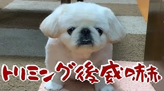 威嚇する犬 Youtube