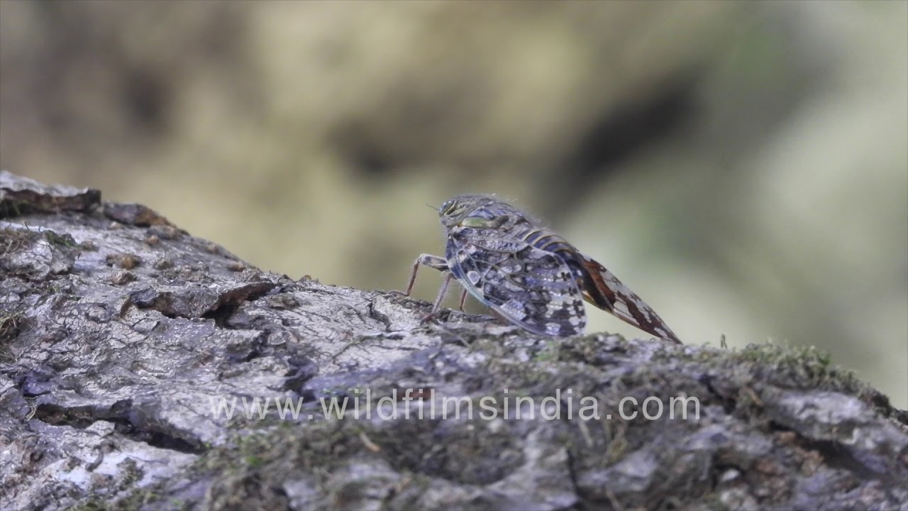 Cicada calls in close-up view, in Uttarakhand hills: see the abdomen vibrate to create noise!
