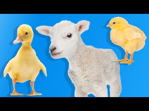Yavru Çiftlik Hayvanlarını Öğreniyoruz | Çocuklar İçin Hayvanlar | Eğitici Video