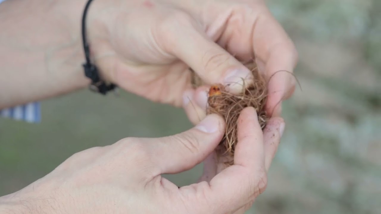 Как сохранить пальмы в Абхазии: основные вредители и признаки заражения