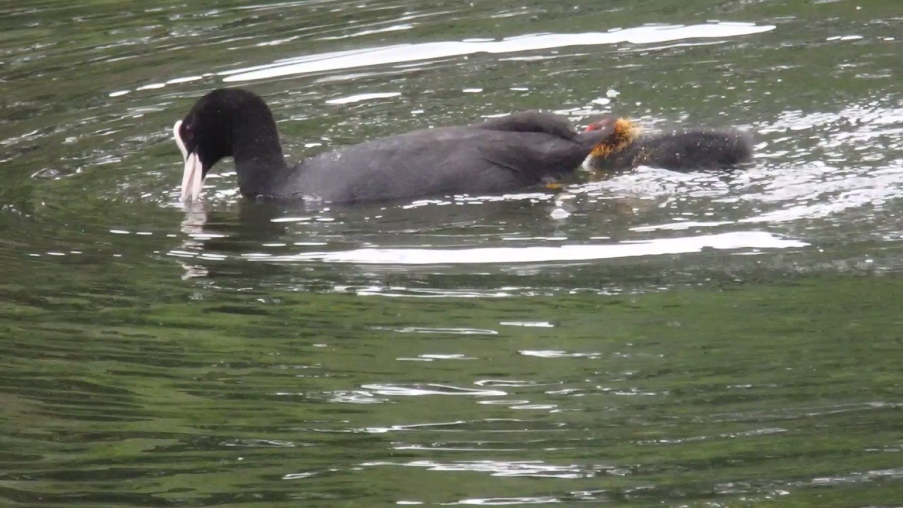 coot fishing YouTube
