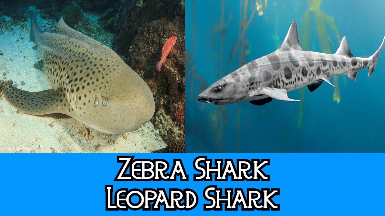 Shark leopard Leopard Shark