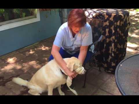 CPR for Pets — How to make a muzzle