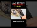 100kgの巨大ウミガメ！一体どれだけ苦しんでいたの！？