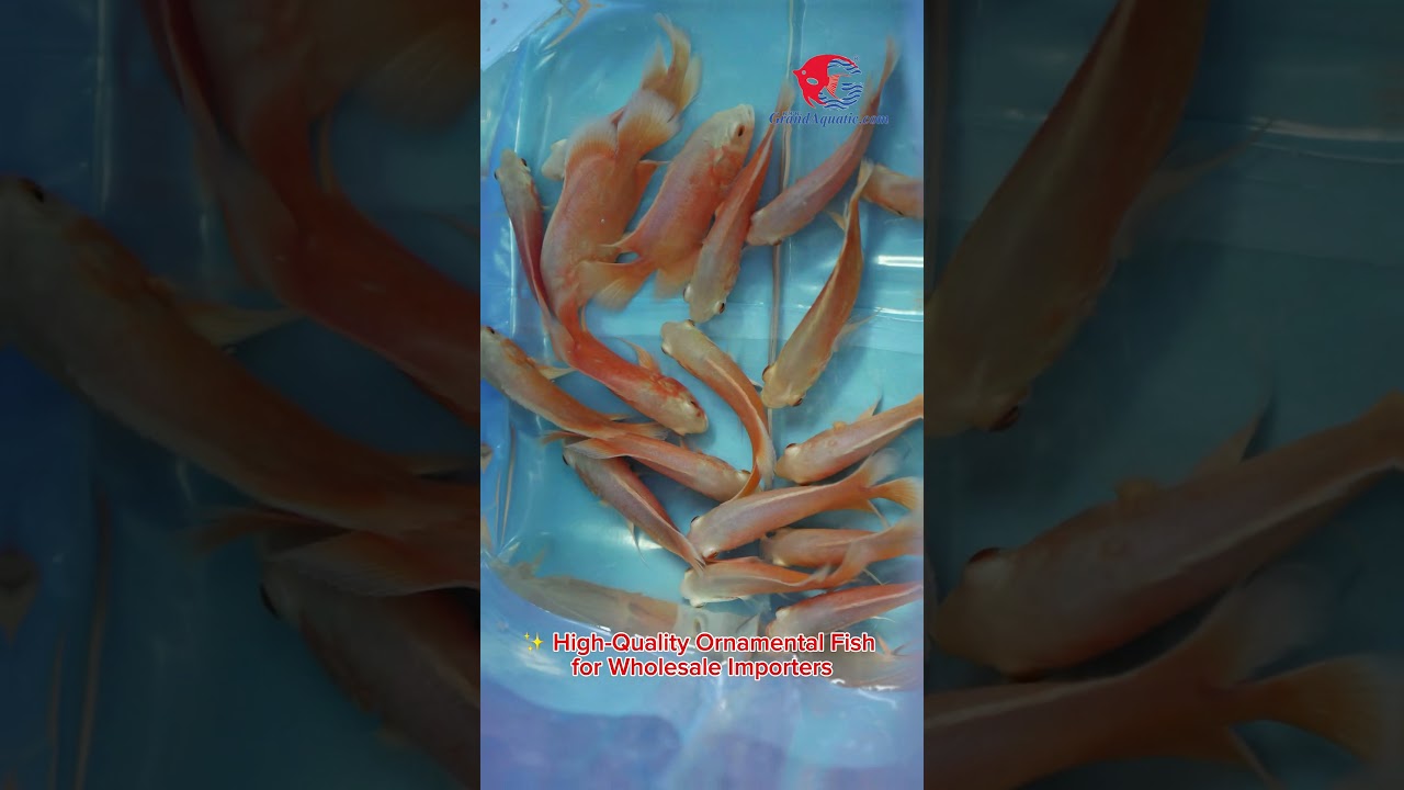 Expert Fish Exporters Reveal the SECRET to Shipping Tropical Fish from Thailand