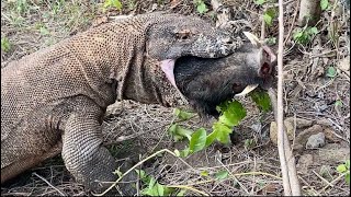Proses yg sempurna seekor komodo menelan utuh babi hutan