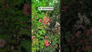pride of india | lagerstroemia india flower | জারুল ফুল | flower plant nursery kolkata
