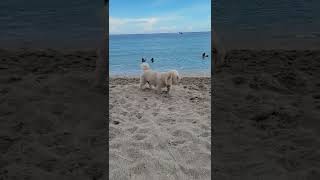 Dog Beach in Miami