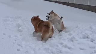 2026年2月21日(土) くるんくるんと舞い踊る雪の妖精たち