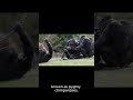 Bonobos – The Most Sex Obsessed Species in the Ani #animals #facts #duet #nature #wildlife #peacock