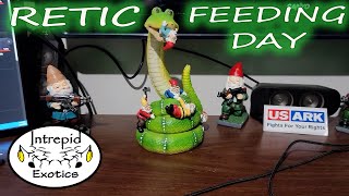 Famous 🐍 Reticulated / Burmese Python Feeding and Buying Feeders Net Worth