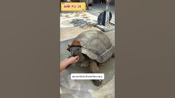 Chú rùa đáng yêu muốn được đi chơi