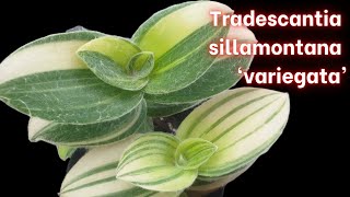 Tradescantia sillamontana VARIEGATED