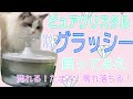【ピュアクリスタル】猫用給水器グラッシー買ってみた！！