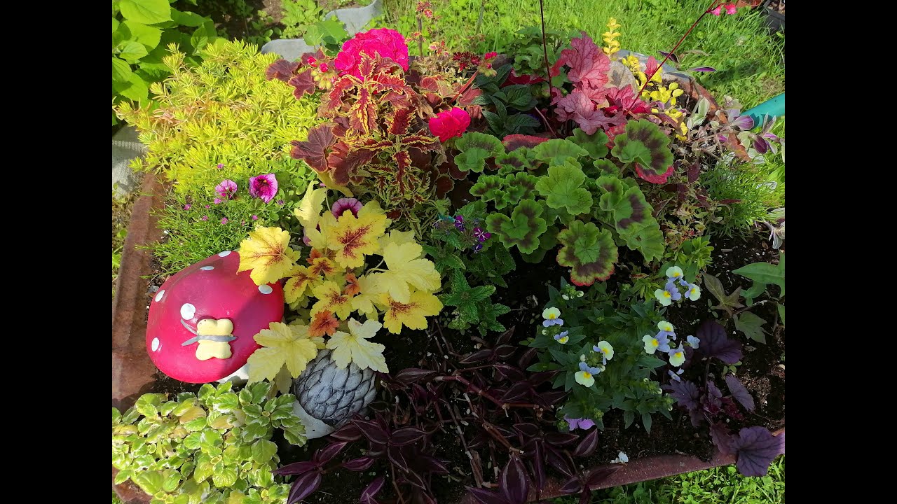 Весенние посадки колеуса в кашпо)) Новые композиции))