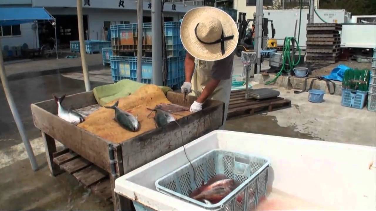 つりそく Com 船宿紹介 三重県紀北町引本浦 海上釣り堀貞丸 Youtube