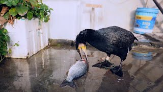 Cormorants Like To Eat Fish As Large As 30 Centimeters