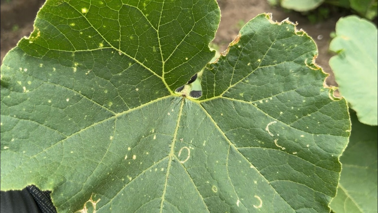 【かぼちゃ栽培】ウリハムシ　うどんこ病の防ぎ方・人工授粉と肥料のやり方　25/6/21