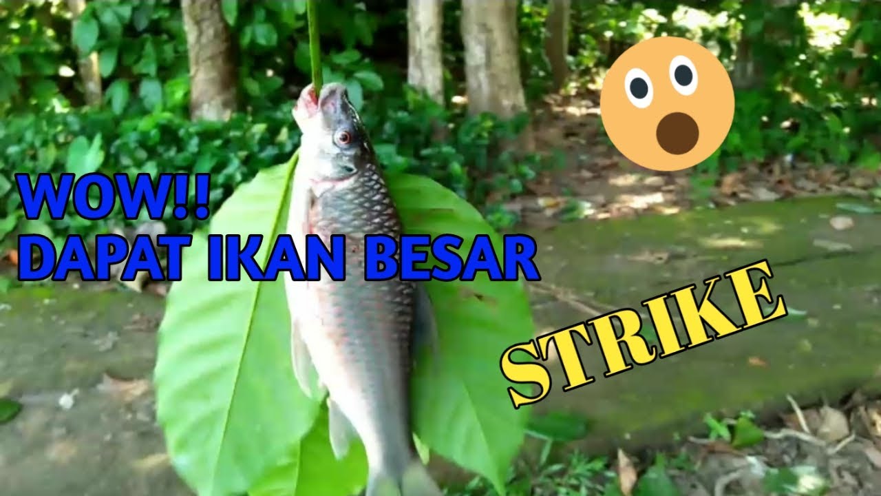 Dapat Ikan Besar!! Memancing Ikan Di Spot Yang Bagus 
