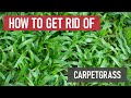 How to Get Rid of Carpetgrass [Weed Management]