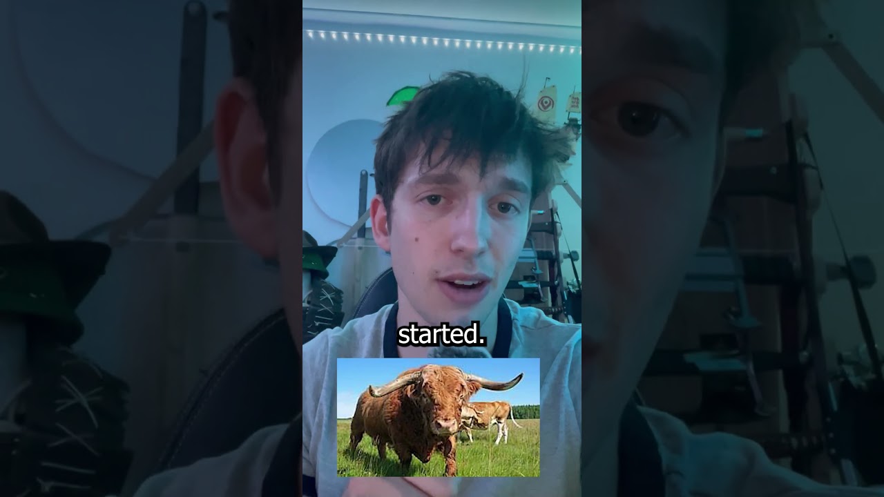 Быки на самом деле не ненавидят красный цвет.